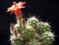 Preview: Echinocereus klapperi (Samen)