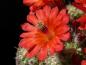 Preview: Echinocereus klapperi (Samen)