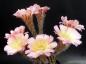 Preview: Echinopsis Hybride "lila-gelb" [1448]