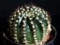 Preview: Echinopsis Hybride "lila-gelb" [1448]