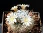 Preview: Mammillaria duwei (seeds)