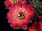 Preview: Rebutia gavazzii R493 (Samen)