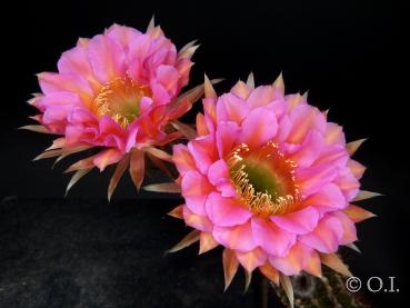 Echinopsis Hybride "Pink Paramount"