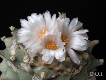 Ariocarpus retusus (Samen)