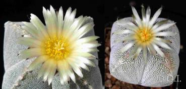 Astrophytum myriostigma (cv. quadrocostatum x cv. quadrocostatum Onzuka V-Form) (Samen)