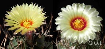 Astrophytum niveum Hybride (Samen)