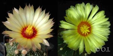 Astrophytum asterias hybrid (seeds)