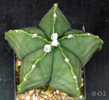 Astrophytum myriostigma cv. nudum (Samen)