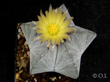 Astrophytum myriostigma