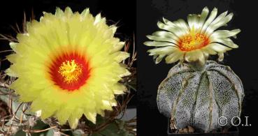 Astrophytum niveum (Samen)