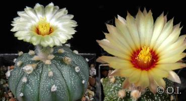 Mother and father plant with flowers