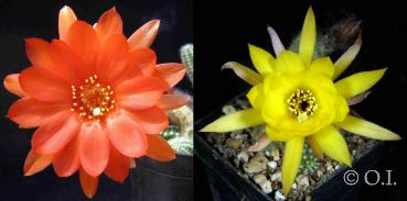 Chamaecereus Hybrid "Al Pescadore" x "Vergina Star" (seeds)