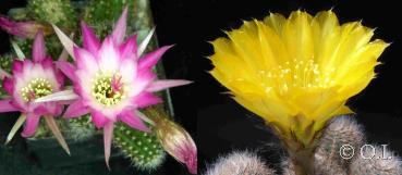 Chamaecereus Hybrid "Pan17.4.001" x Lobivia leucomalla (seeds)