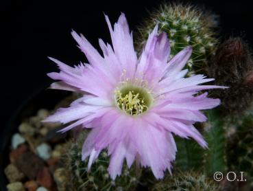 Blüte der Mutterpflanze