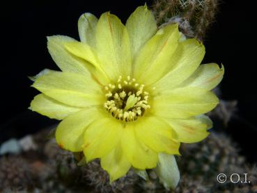 Flower of mother plant