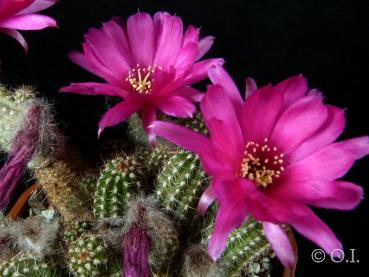 Flowers of mother plant