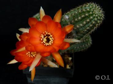 Chamaecereus Hybride "orange-rot" OIL.2017.14.06