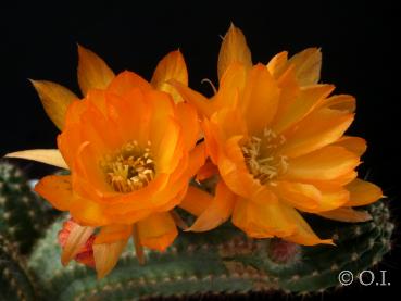 Flowers of mother plant