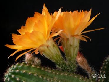 Flowers of mother plant