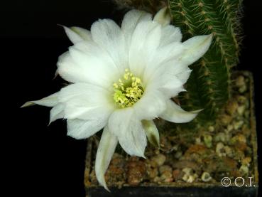 Chamaecereus Hybrid "white" OIL2020.20.05