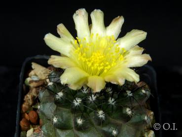 Copiapoa humilis (Samen)