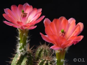 Mother plant with flowers