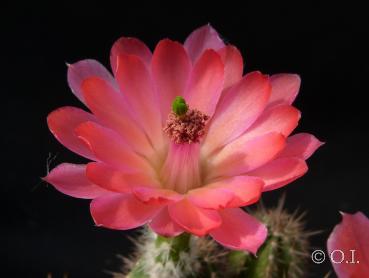 Mother plant with flower