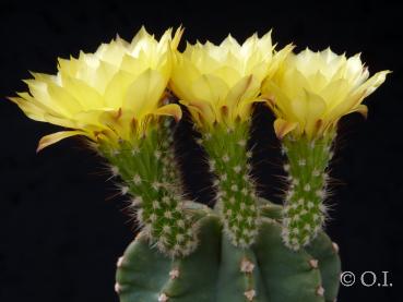 Motherplant with flowers