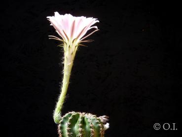 Flower of mother plant