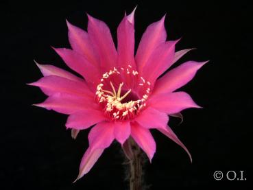 Echinopsis Hybride "rosa" [081.0]