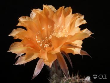 Echinopsis Hybride "Nibelungenschatz"