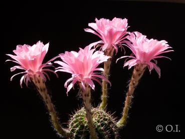 Flowers of mother plant