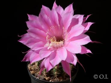 Echinopsis Hybride "Stars and Stripes"