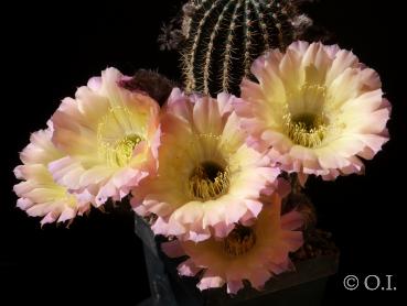 Echinopsis Hybrid "purple-yellow" [1448]