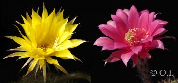 Flowers of mother and father plants