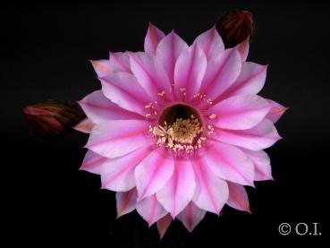 Echinopsis Hybride "rosa" [055.2]