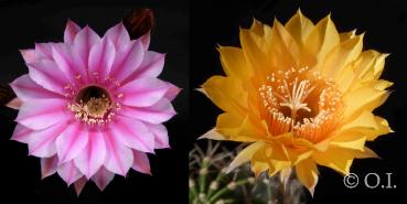 Flowers of mother and father plants