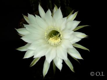 Echinopsis Hybrid "white" [064.0]