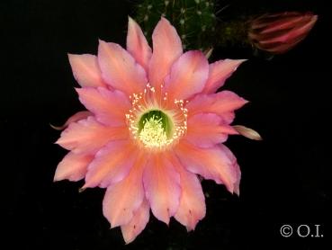 Echinopsis Hybride "rosa" [074.2]