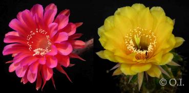 Echinopsis Hybride "Madame Pele x gelb" (Samen)