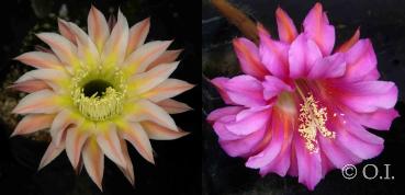 Echinopsis Hybride "beige-gelb x rosa-rot" (Samen)