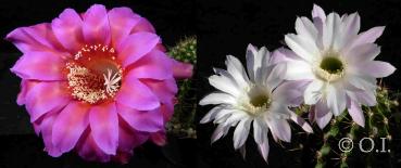 Flowers of mother and father plants