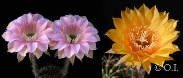 Flowers of mother and father plants