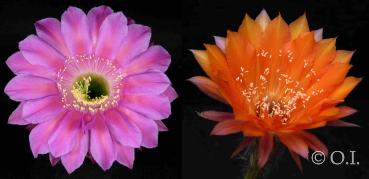 Echinopsis Hybride "Romance x Oriole" (Samen)