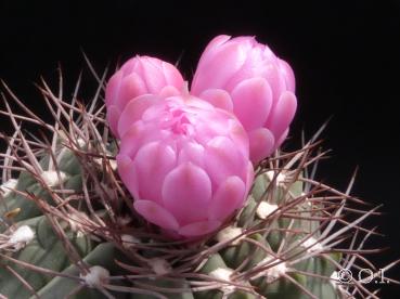 Plant with buds