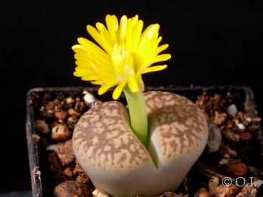 Lithops gesinae var. annae (seeds)