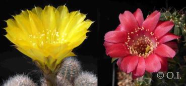 Flowers of mother and father plants