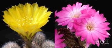 Flowers of mother and father plants