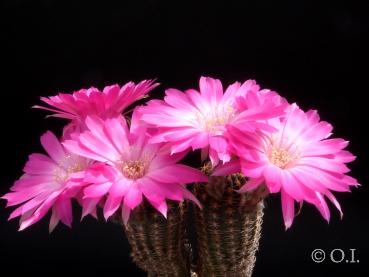 Flowers of mother plant