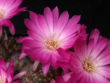 Flowers of mother plant